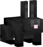 Black Rabbit
